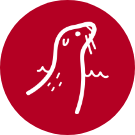 Le phoque